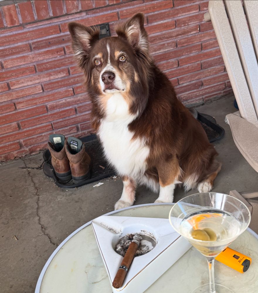 Big red and white Aussie sitting behind a table containing a Sherktini and a cigar. 