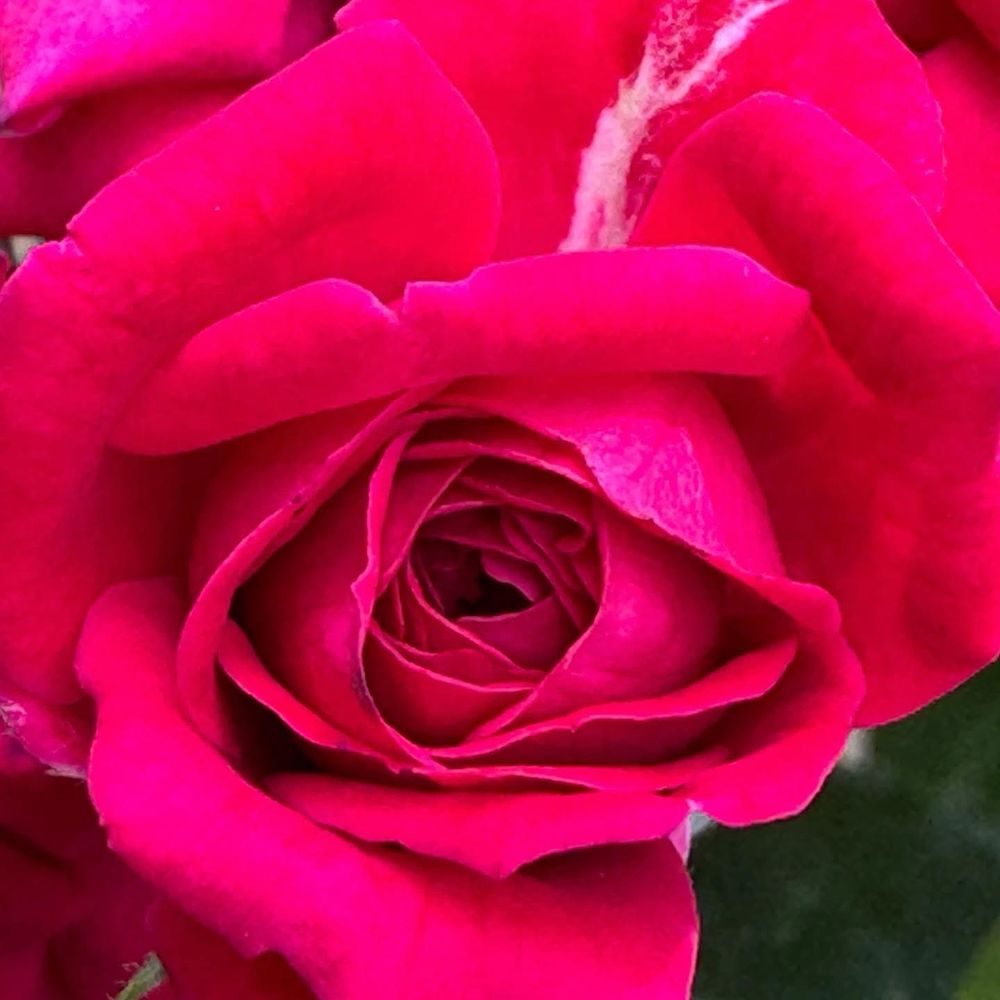 Red rose with a white stripe. 