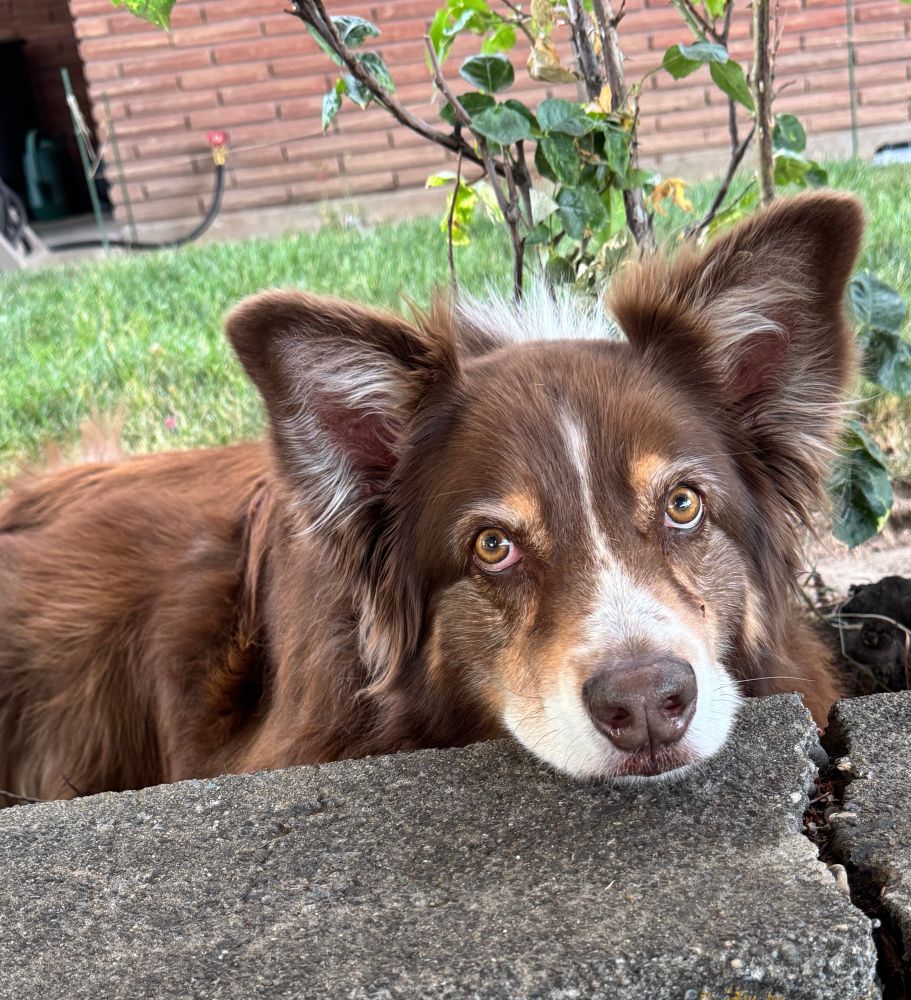 Red Aussie with a white muzzle resting his chin on a concrete retaining wall. 