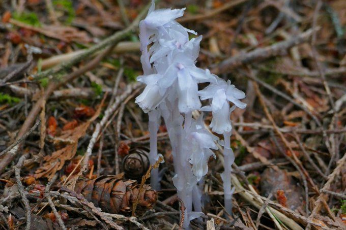 A photograph I took of the plant sometimes called ghost pipe. This is a close up of the semi transparent and white plant with cedar and pine cones on the ground around it.