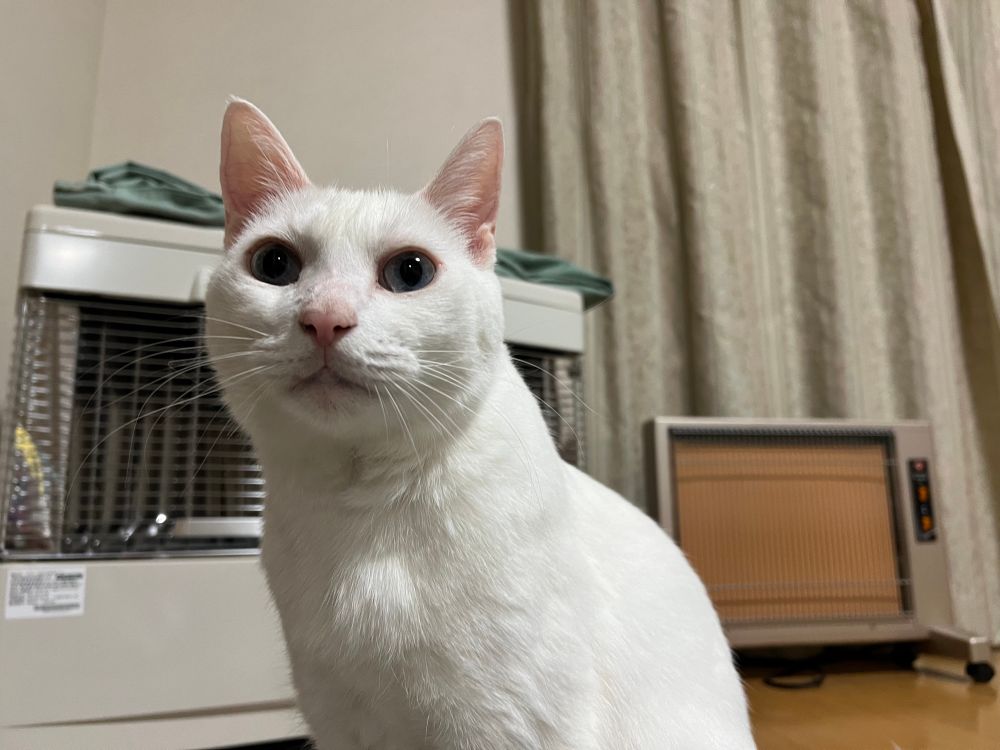 箸のかちゃかちゃした音を聞くと人間はそろそろご飯かなと察するゆきお。いいんだよ別に気にしなくて。