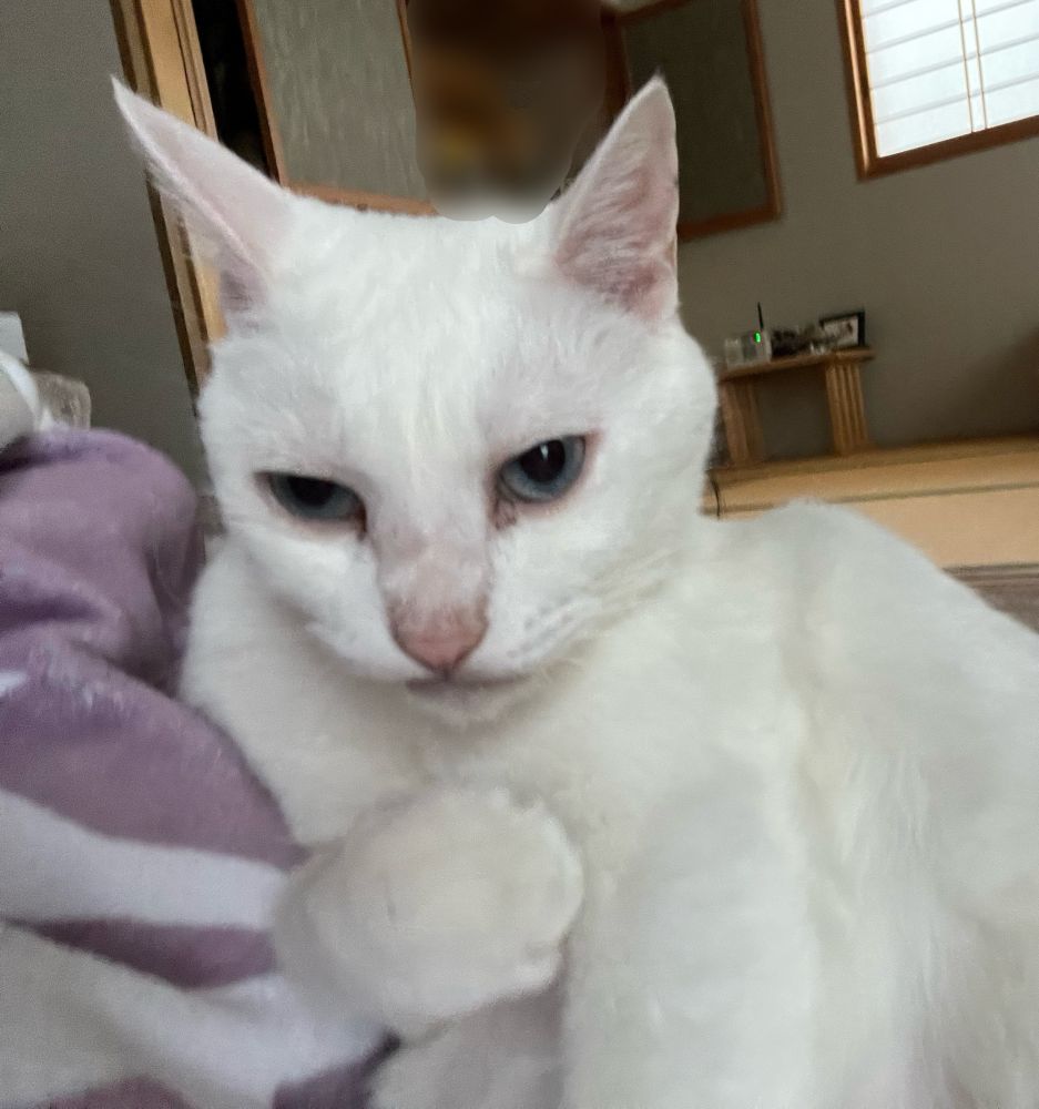 お手入れ中の手を口から離した状態だけど、胸に手を当ててチッと舌打ちするような表情に見える愛猫ゆきお。