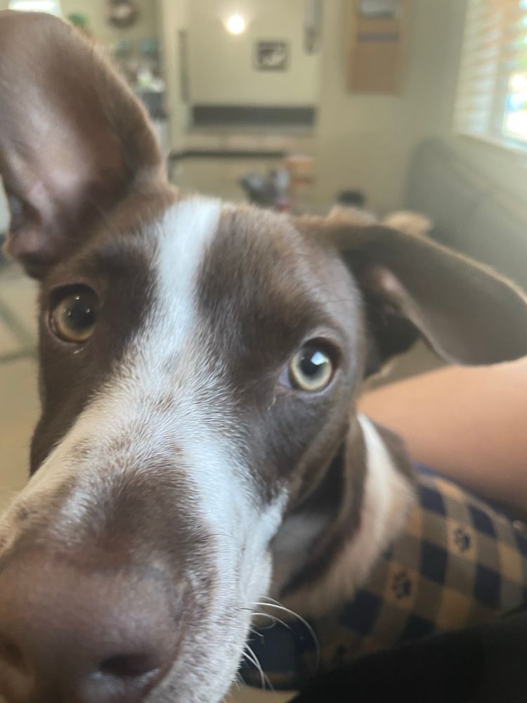 My dog Hazelnut with no concept of camera angles