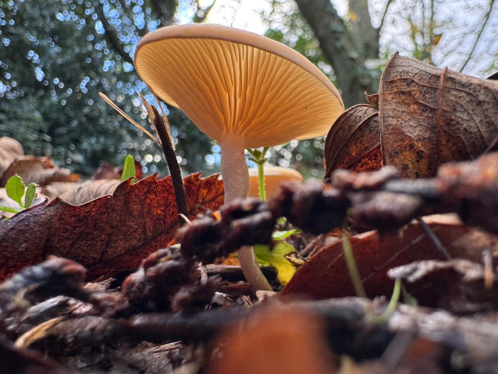 A small mushroom in leaf litter viewed from underneath with the sun shining through its gills