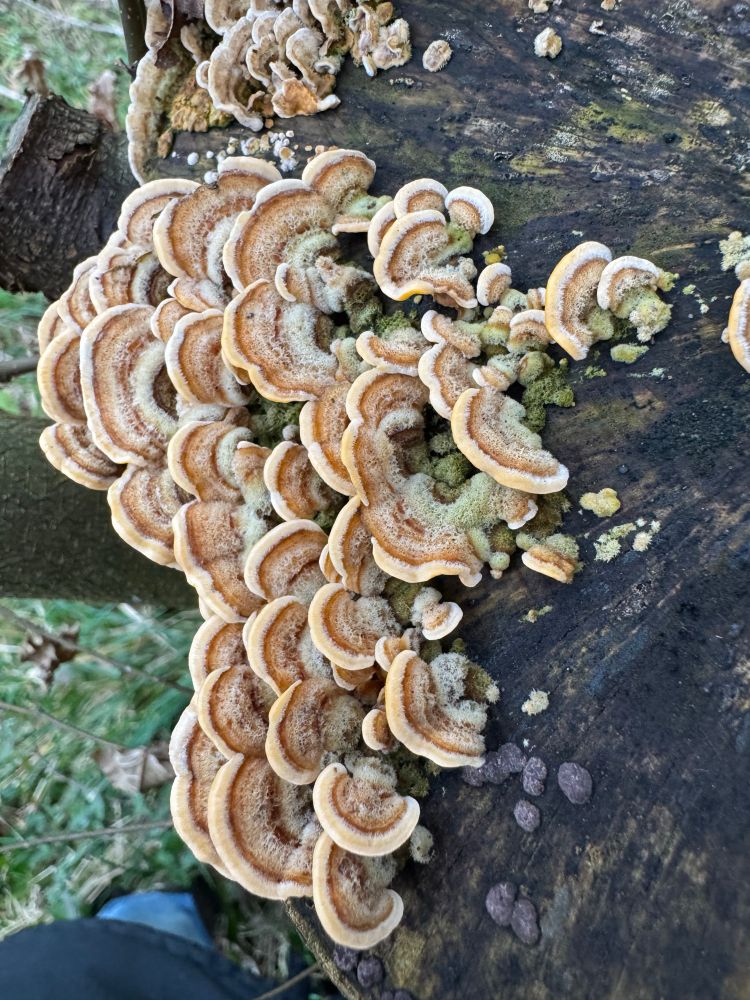 Hairy curtain crust bracket fungus