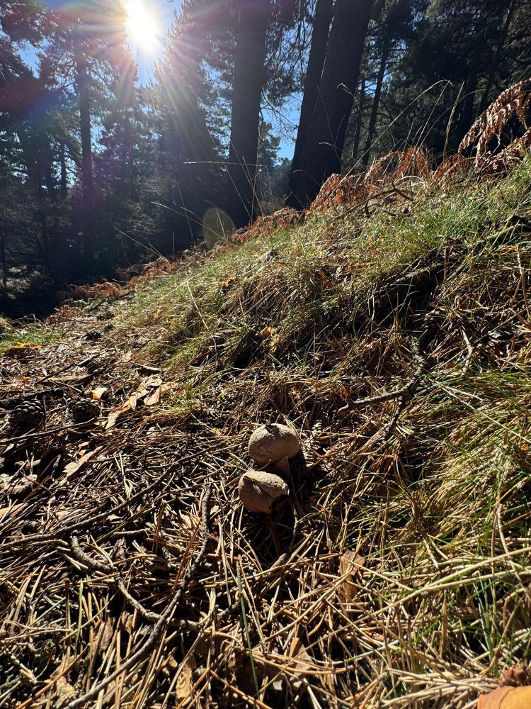 Puff balls in a sunlit wooden glade