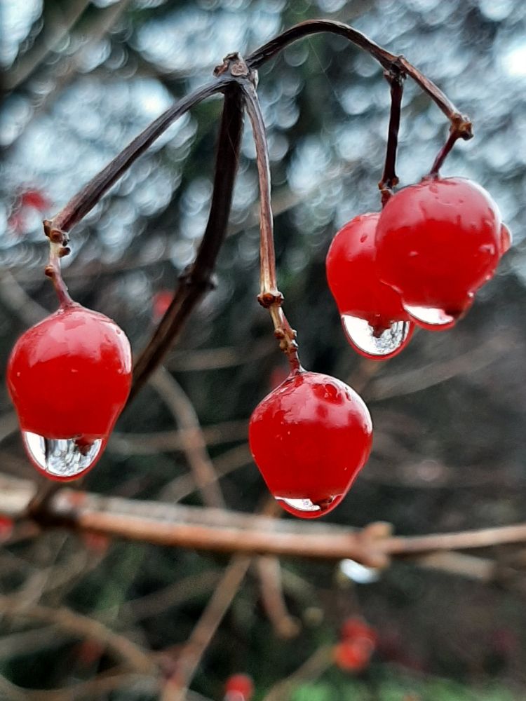 Close-up of four small bright red berries with water droplets hanging from each of them. The background is out of focus.