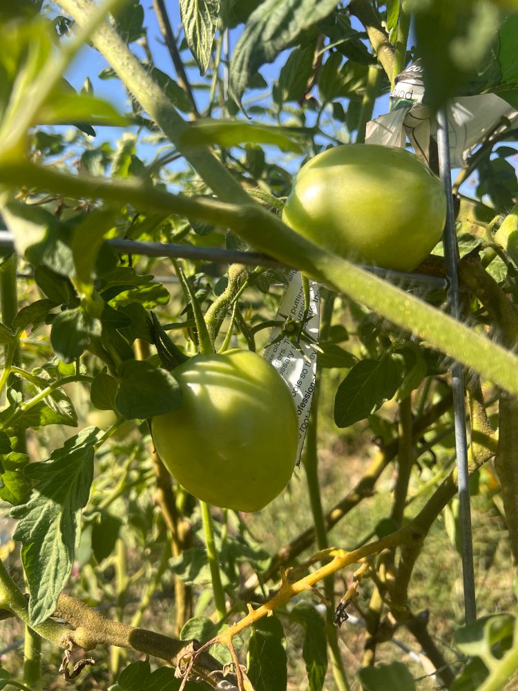 Green tomatoes growing from a plant