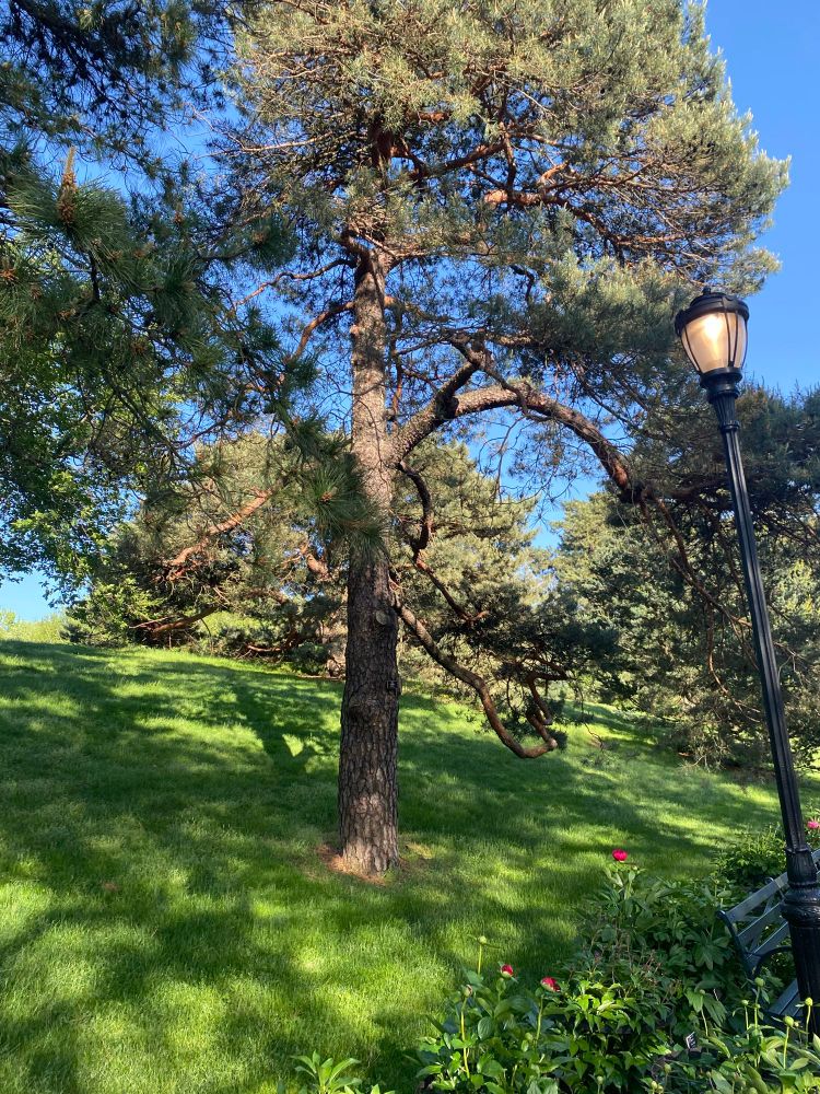 A gnarled, thorned tree on a green hill next to an iron street lamp.
