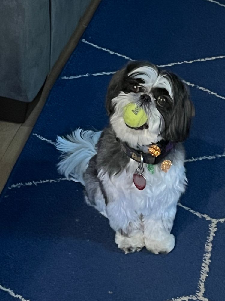 Shih Tzu posing for the camera holding a tiny tennis ball in her mouth
