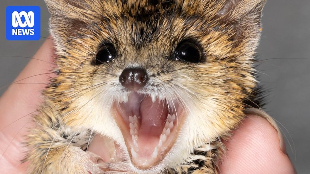 Peanut butter bacon balls could be the best hope for these tiny endangered marsupials