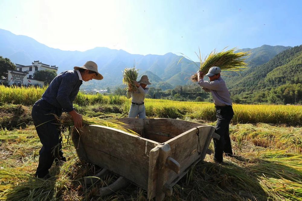 Participating in traditional rice threshing in central China.