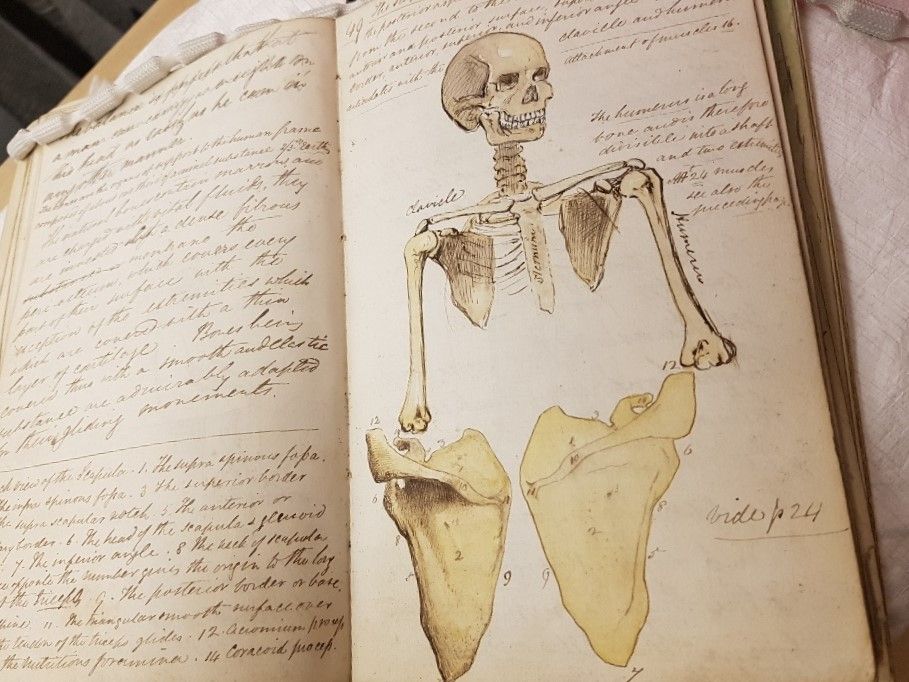 Lecture notebook lying open at pages of handwriting and illustrations of the skull and bones of the shoulder to elbow.
