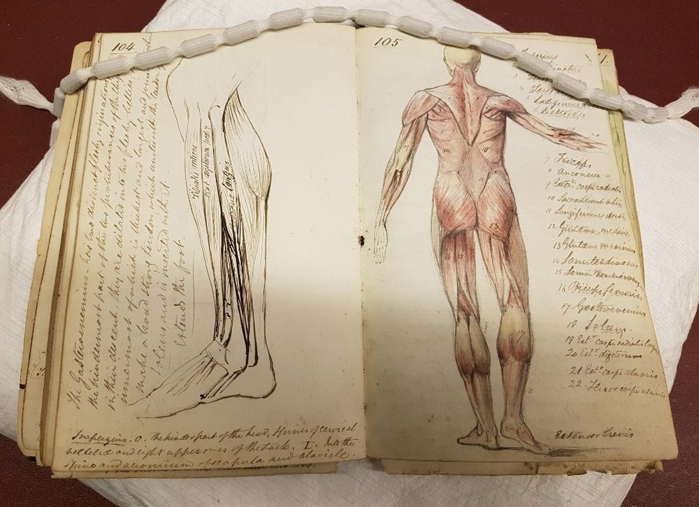 Lecture notebook open at pages with handwriting and illustrations of the muscles of the leg and full body from behind. There is a snake weight holding the pages in place.