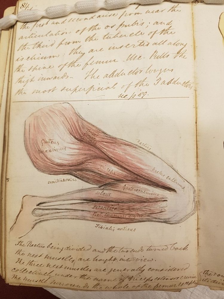 Page from a lecture notebook with handwriting and a colour labelled illustration identifying the muscles of the buttocks, thigh and lower leg.