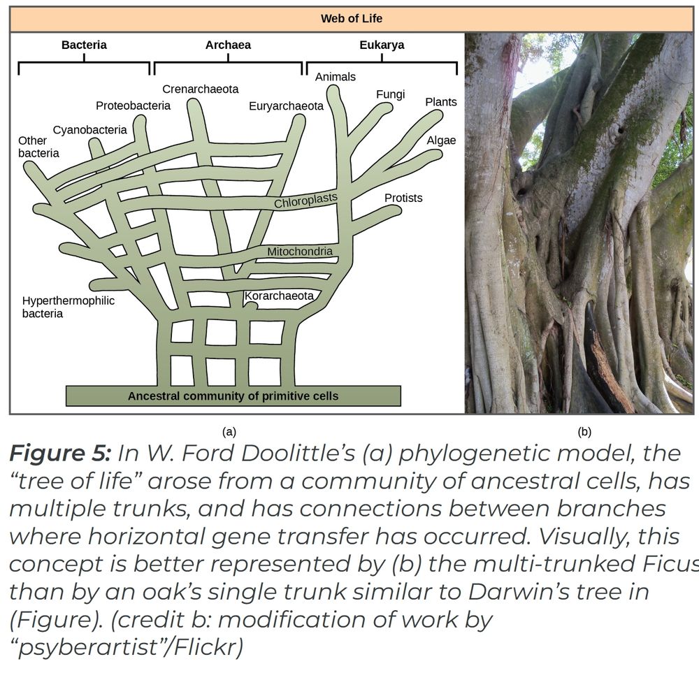 evolution like Ficus
