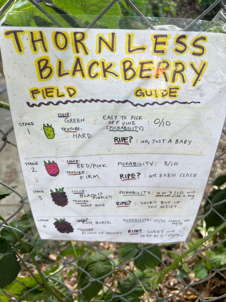 Yard sign on fence:
THORNLESS
BLACKBERRY
FIELD
GUIDE
STAGE
COLOR: GREEN
TEXTURE:
HARD EASY TO PICK
OFF VINE
: 0/10
(PICKABILITY)
RIPE?: NO, JUST A BABY
STAGE
2
STAGE
3
COLOR
RED/PINK
TEXTURE:
FIRM
color :
LACK!
>URPLE:
TEXTURE:
SOME GIVE
PICKABILITY: 3/10
RIPE? : NOT EVEN CLOSE
STAGE
A
RIPE? : SOUR!! BUT: IF
YOU INSIST... RICH BLACK
TEXTURE:
PLUMP A SQUISHY
PICKABILITY: 10/10, comilly off
RIEPERNEETiSOU