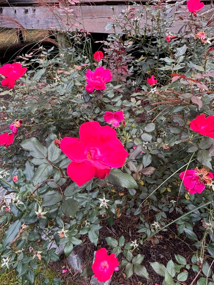 Fluorescent rose flowers.