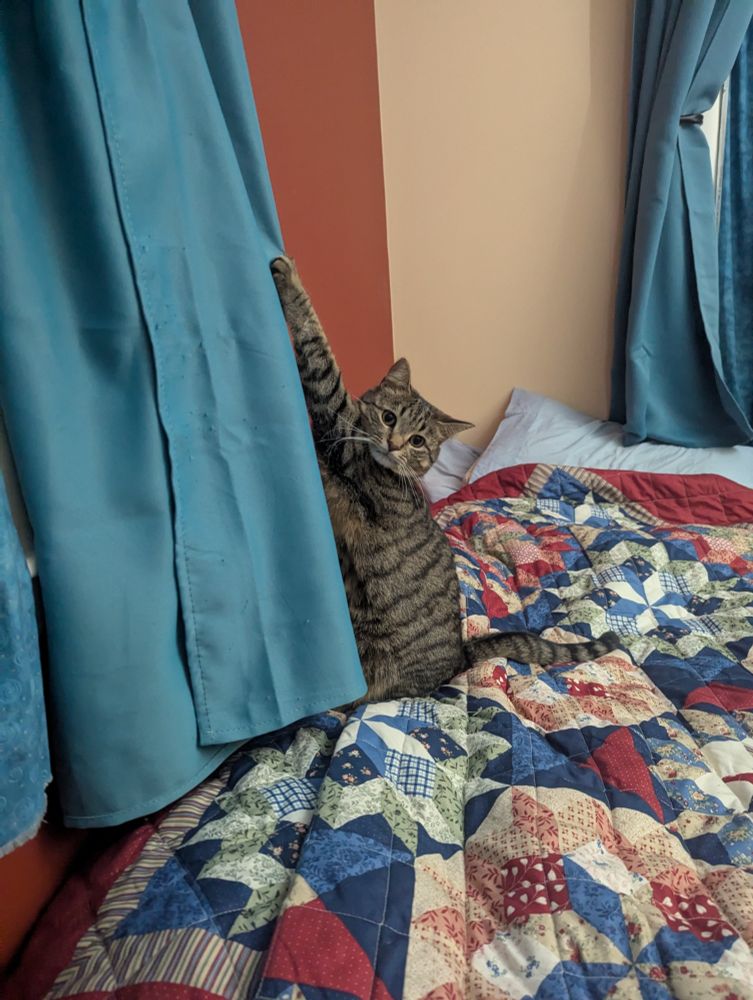a brown tabby cat. she has caught her paw on a window curtain and is staring at the camera