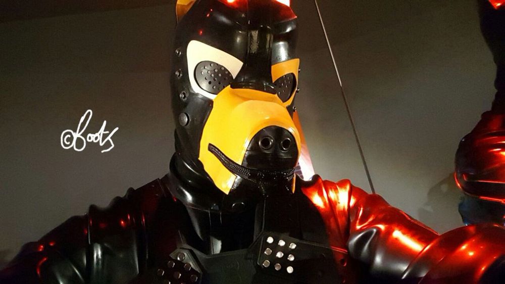 Total rubber encased pup taking a selfie