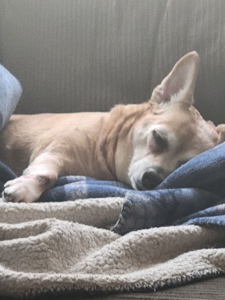 A red chihuahua mix naps on a green couch. It's sunny and she has a blue fleece blanket. This is just closer in on her sleeping face. It's a good snooze session.
