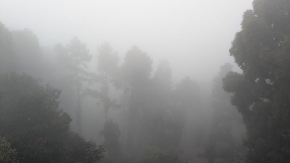 Sinister looking trees viewed through early morning fog
