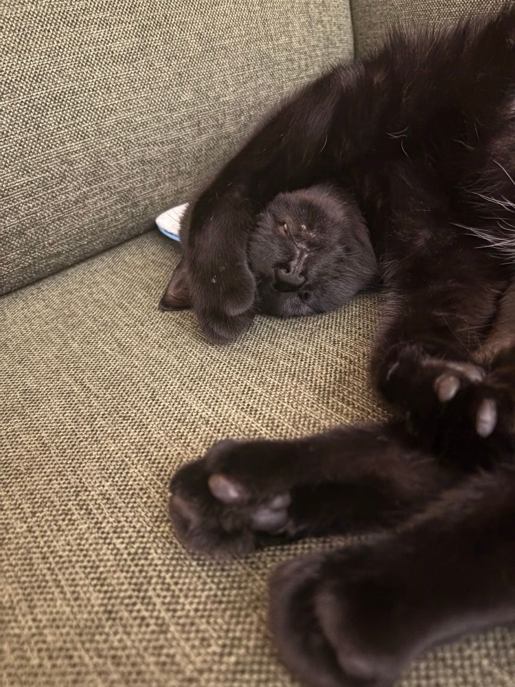 A black cat on a green couch with a paw covering his lil face. A tooth tip is visible as his head is upside down