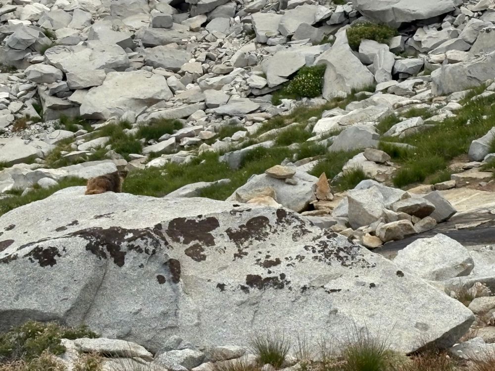 A marmot on a granite rock 