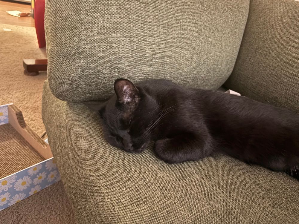 A black cat on a green couch 