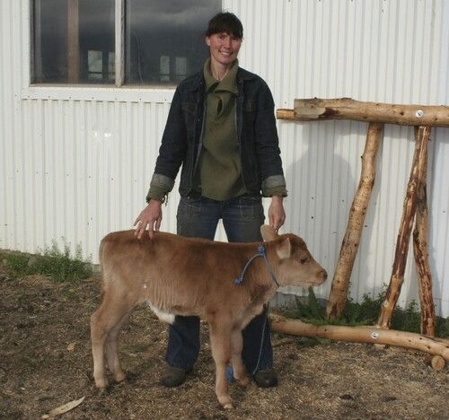 Farmer with Icelandic calf that is several days old.