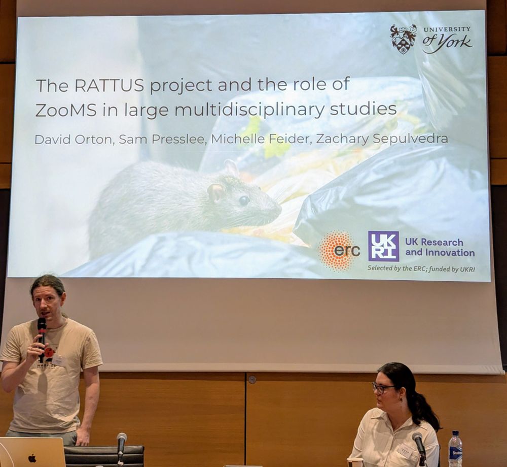  presentation slide titled 'The RATTUS project and the role of ZooMS in large multidisciplinary studies' is displayed at the University of York. The slide features a rat image and logos from ERC and UK Research and Innovation. Below the projection screen, a speaker in a light-coloured t-shirt (David Orton) stands at a podium with a laptop, while another presenter (Sam Presslee) in a white shirt is seated at the table. 