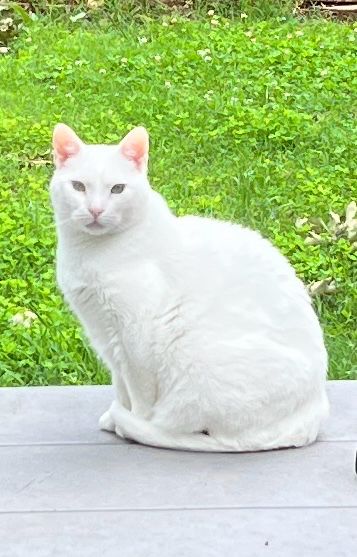 White cat staring at me through the window sitting on her picnic table basically saying “What you looking at hooman?” 