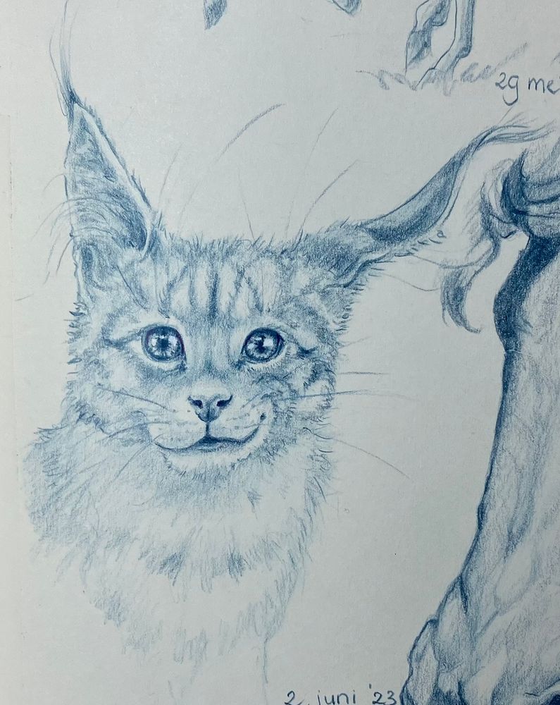 A very confident young cat with enormous long eyes with a little tip is smirking 