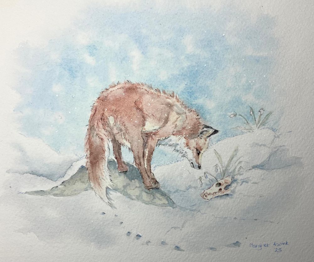 A mourning fox visiting his lost partner in the snow. He is standing on a rock looking at her skull. A snowdrop is showing hope for change. Part of the story of the Fox https://youtu.be/H3XnDBC4tpY