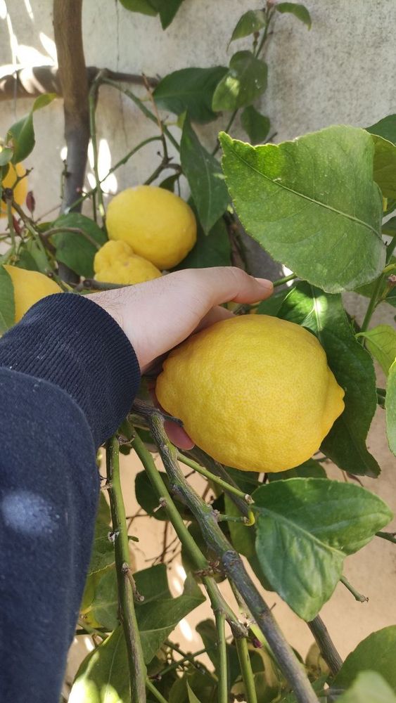 Un limón bastante grande