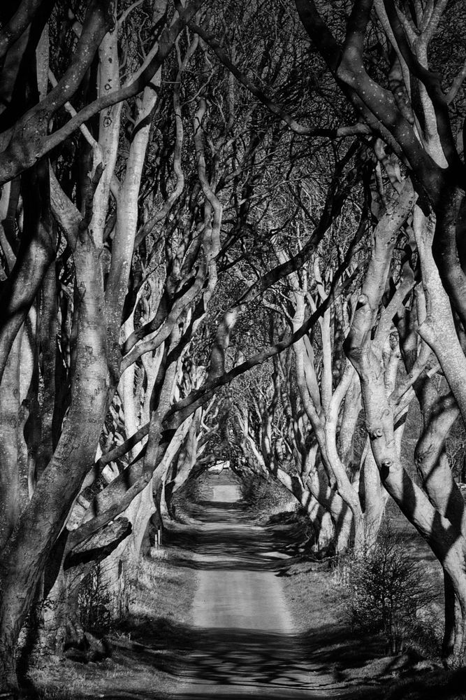 A dramatic, high-contrast black and white photograph of the Dark Hedges in Northern Ireland. A long, unpaved road stretches into the distance, framed on both sides by an archway of gnarled, intertwining trees with bare branches that create an almost supernatural tunnel effect. Sunlight filters through the canopy, casting strong shadows on the road and highlighting the textured bark of the trees. The overall mood is mysterious and ancient.