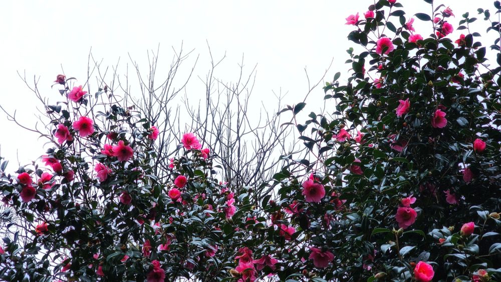 A vibrant camellia bush with numerous bright pink flowers and dark green leaves fills the lower right and left sides of the frame. In the centre, a bare, intricately branched tree stands against a bright, overcast white sky. The pink blossoms provide a striking contrast against the stark white background.