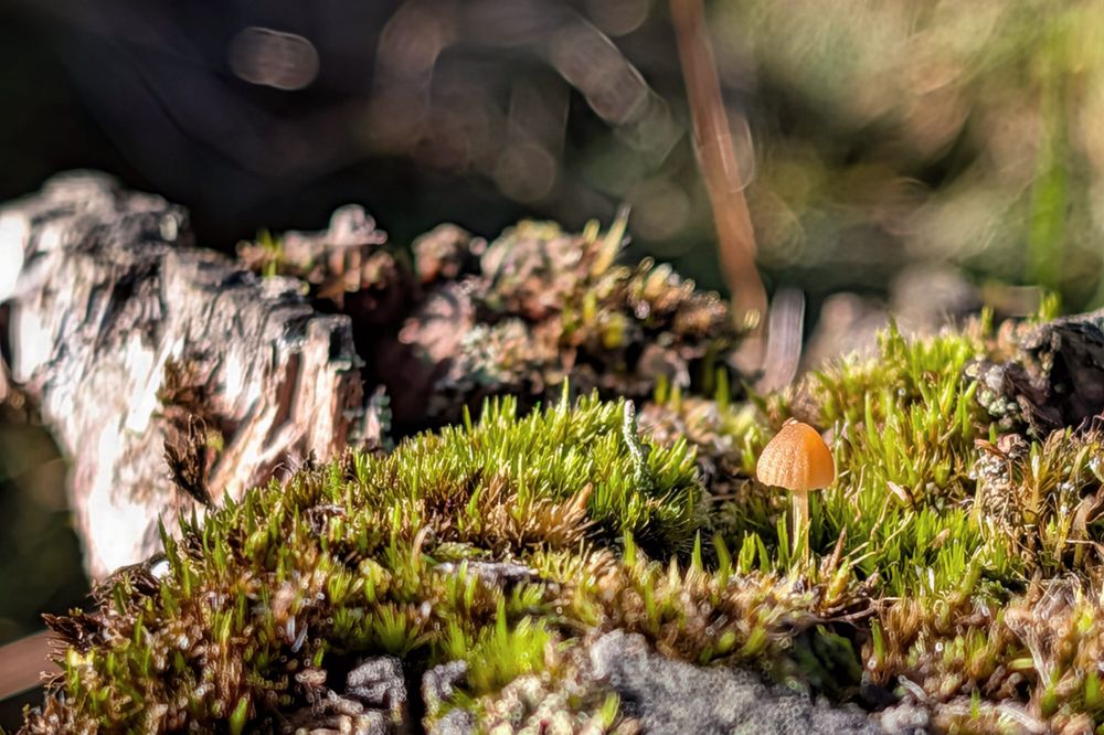 A close-up macro photograph featuring a tiny, golden-brown mushroom growing out of a patch of vibrant green moss on a piece of weathered wood. The mushroom is illuminated by sunlight, highlighting its delicate cap and the texture of the moss. The background is a soft blur of dark earth tones and circular bokeh lights, creating a magical atmosphere.