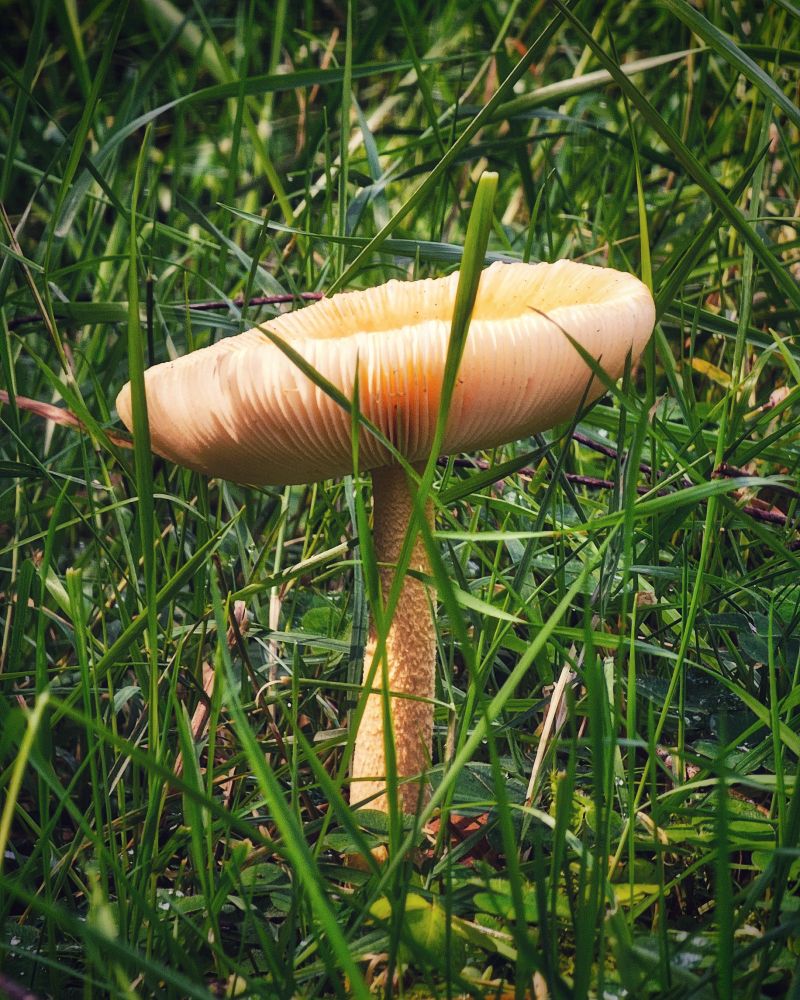 A close-up, eye-level photograph captures a solitary, pale orange mushroom rising from a bed of vibrant green grass. The mushroom features a broad, saucer-shaped cap with delicate, fluted edges and visible gills beneath, supported by a rough, textured stem. Tall blades of grass surround and partially obscure the fungi, creating a wild, natural composition with soft lighting.