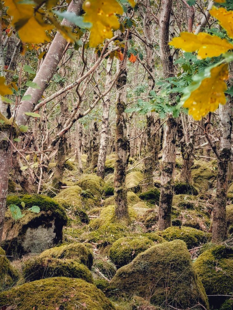 A vertical, close-up shot of a dense, shadowy forest floor covered in thick, vibrant green moss over scattered rocks and the gnarled bases of numerous slender trees. The trees have pale, rough bark and their upper branches are mostly bare. Yellow and greenish-brown leaves hang in the very top corners, partially framing the scene, suggesting early autumn. The mood is damp, quiet, and mystical.