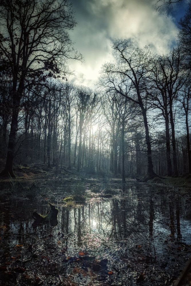 A vertical shot of a moody, flooded forest scene during winter. Tall, leafless trees stand silhouetted against a cloudy sky with bright sunlight bursting through the centre. The dark water in the foreground mirrors the trees and the shimmering light, creating a dramatic and ethereal atmosphere with high contrast between the shadows and the sky.