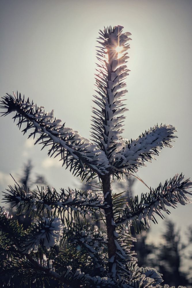 A vertical close-up shot of the top of a coniferous tree, heavily dusted with fresh snow and frost. The sun is positioned directly behind the uppermost branch, creating a brilliant starburst flare that illuminates the icy needles against a soft, hazy grey-blue sky. The lighting is dramatic, highlighting the texture of the frost while casting the inner branches in silhouette.
