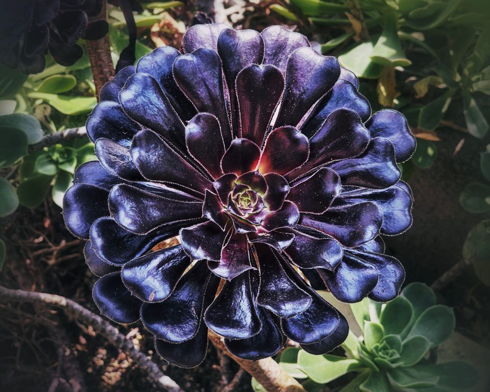 A close-up, top-down view of a dark purple and blue succulent plant, possibly an Aeonium, with thick, waxy, spiralled petals arranged in a rosette shape. The central part of the plant is a deep purple-black, with the outer leaves transitioning to a vibrant indigo and dark blue. The edges of the petals appear slightly pointed, and the surface is glossy, catching the light. The background is blurred, showing other green succulent leaves and brown soil. The lighting is bright, highlighting the texture and colours of the plant.