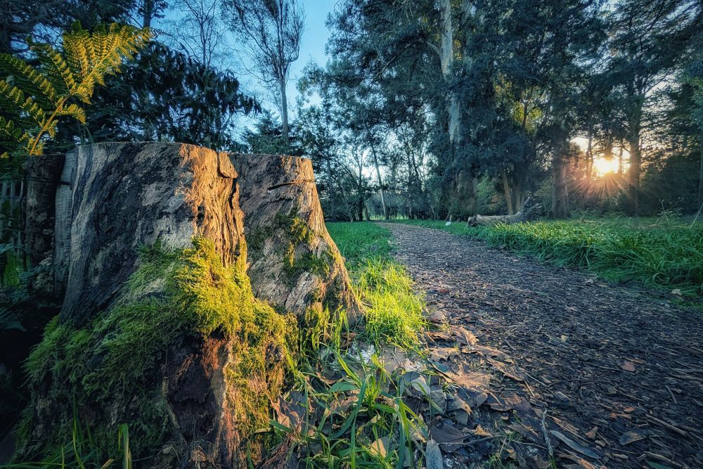 A low-angle, close-up shot featuring a large, textured tree stump covered in vibrant green moss on the left foreground. The stump is illuminated by warm, golden sunlight. To the right, a woodchip path winds into a dense forest of tall trees. A bright sunburst shines through the distant tree trunks, creating a magical glow and casting long shadows across the path, while the sky above remains a soft blue.