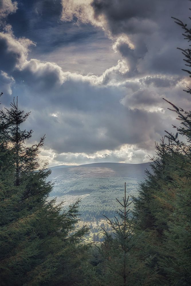 A landscape shot taken from between two pine trees, looking out over a wide expanse of a forested valley that stretches up a distant hillside. The sky above is filled with dramatic, dark grey and white clouds, with shafts of light piercing through them.