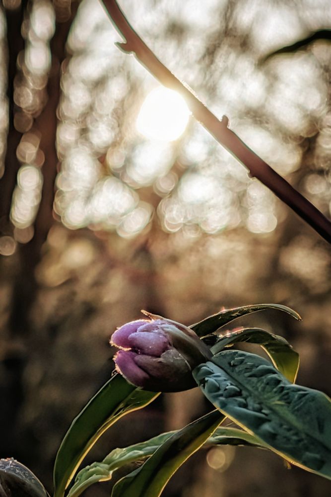 A close-up photograph features a closed, deep purple flower bud nestled among textured green leaves in the foreground. Above the flower, a diagonal branch cuts across a background filled with soft, blurry circles of white and gold light, known as bokeh, created by sunlight filtering through distant trees. The overall mood is ethereal and peaceful.