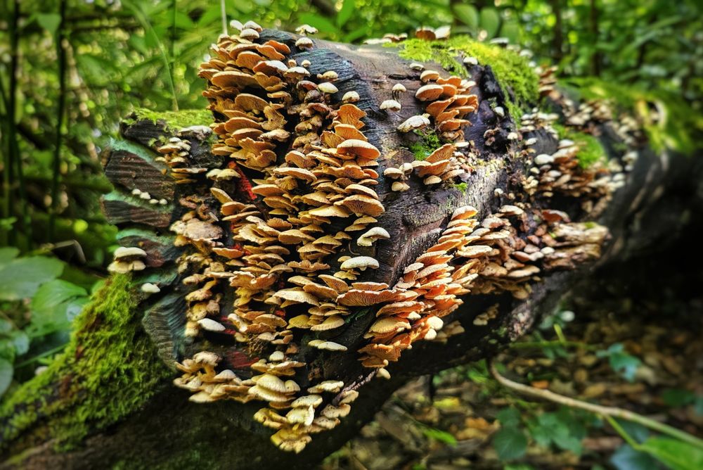 A close-up photograph of a dark, moss-covered, decaying log lying in a forest. A dense cluster of small, tiered, fan-shaped fungi with light brown and cream caps covers a large section of the wood. The background is a soft blur of deep green foliage and forest shadows, highlighting the vibrant texture of the mushrooms and the mossy log.