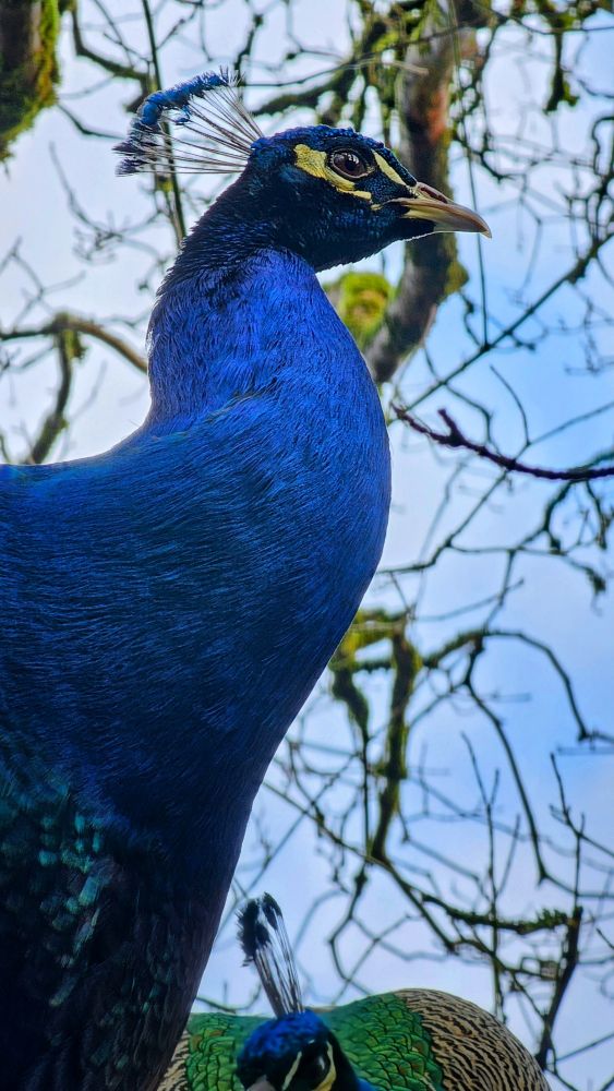 A close-up, low-angle profile shot of a male peacock facing right. The bird features stunning, iridescent royal blue feathers covering its neck and chest, with a distinctive fan-like crest atop its head. Its sharp beak and detailed eye are clearly visible. In the background, out-of-focus tree branches weave against a bright, cloudy sky. The top of a second peacock's head and green plumage is partially visible at the very bottom of the frame.