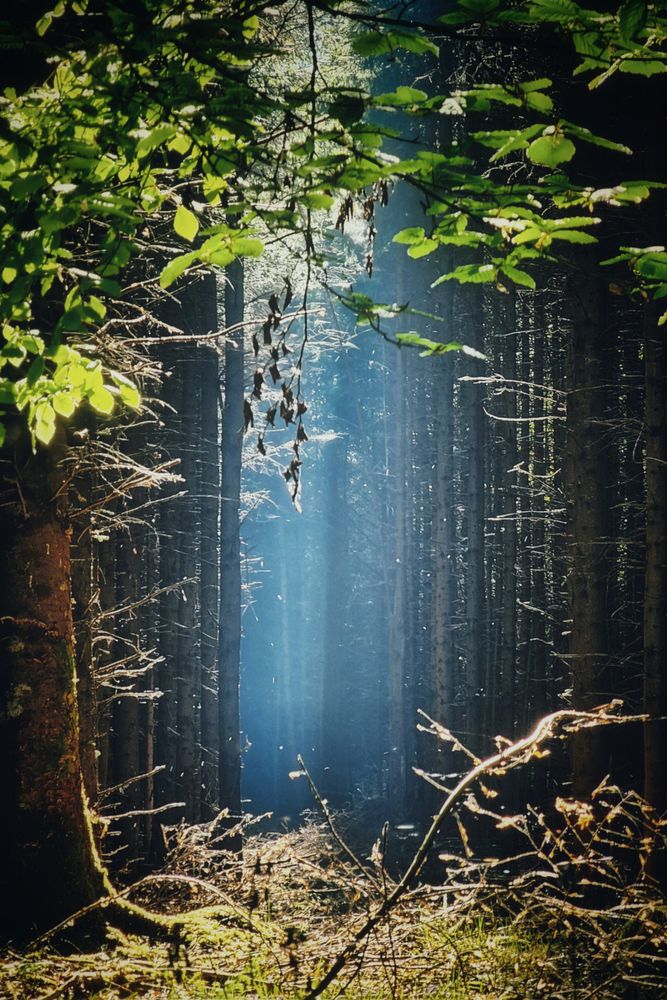 A mystical forest scene bathed in a dramatic shaft of sunlight. Tall, dark tree trunks extend deep into the background, creating a sense of depth. A bright, ethereal beam of light cuts through the centre of the image, illuminating dust motes in the air and casting a vibrant glow on the forest floor. Lush green leaves in the foreground frame the top of the image, with some branches hanging down, adding to the natural, untamed feel. The overall mood is serene and enchanting.