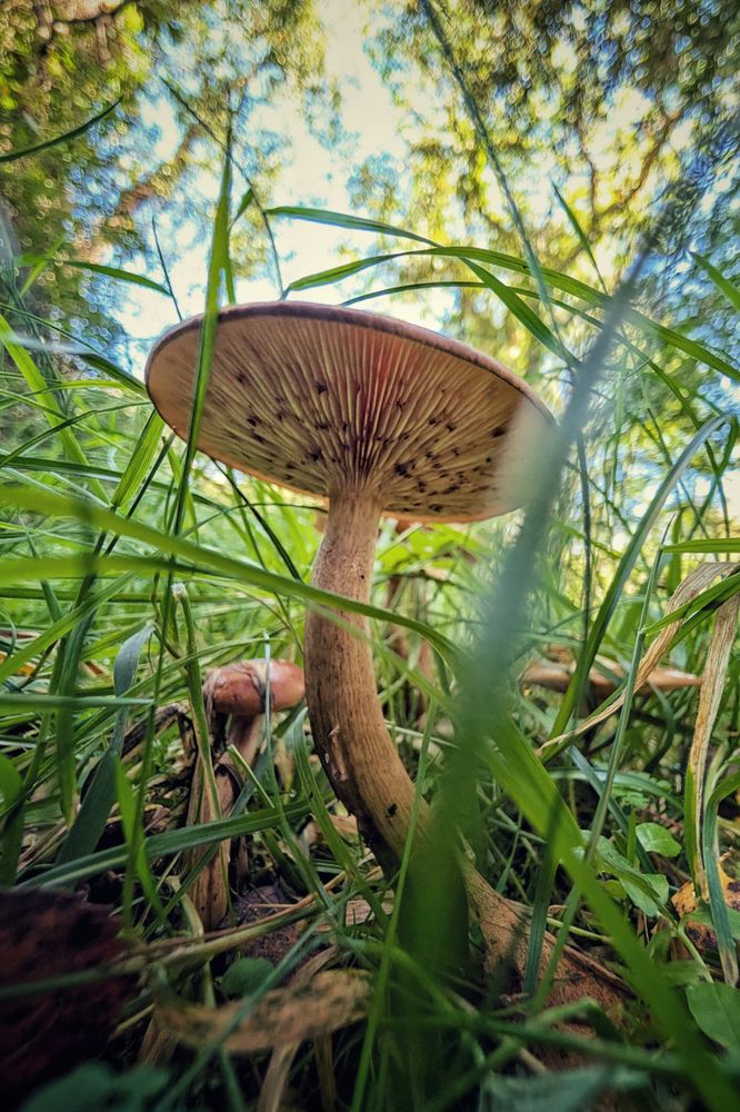 A highly detailed, low-angle shot of a single brown-stemmed mushroom pushing up through vibrant green grass and foliage. The underside of the wide, flat brown cap, showing its delicate gills, is the main focus. The background is a soft, bright blur of green trees and bright sky, emphasizing the small scale of the mushroom.